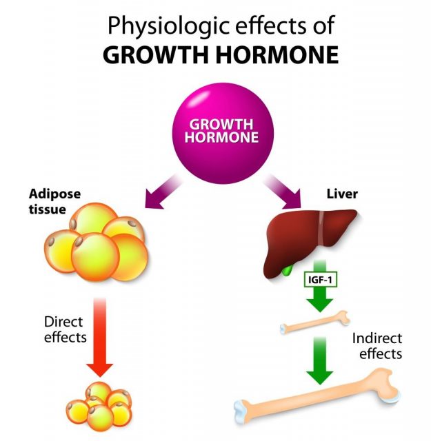 Physiologic Effects of Growth Hormone. Direct and indirect effects