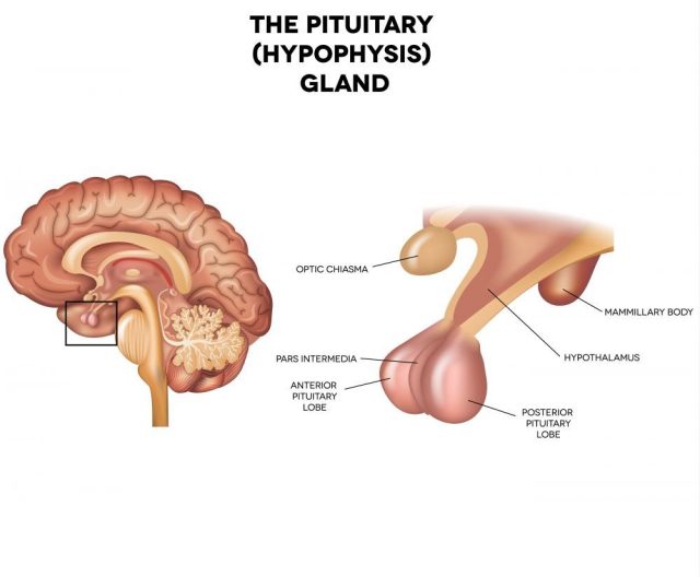 Pituitary gland, hypophysis, detailed anatomy of human brain