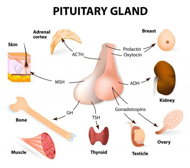 Pituitary hormone functions. The two lobes, anterior and posterior, function as independent glands.
