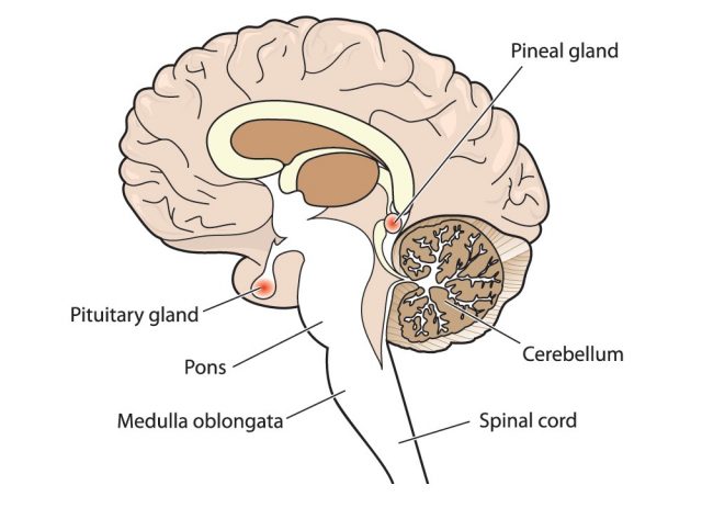 Cross section of brain showing the pituitary and pineal glands, cerebellum and brainstem