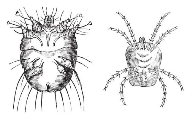 Itch mite (Sarcoptes scabiei) left and Velvet mite (Trombidium holosericeum) right / vintage illustration from Meyers Konversations-Lexikon 1897