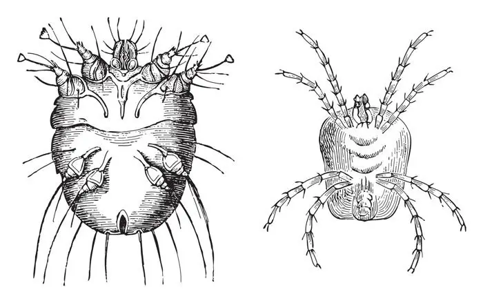 How Do You Get Scabies Causes Symptoms Treatment Pictures