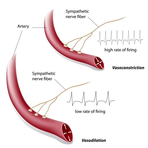 Vasoconstriction and vasodilation control
