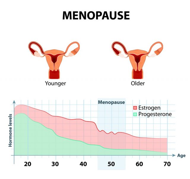 Menopause as a stage in womens lives when their bodies lose the ability to produce enough hormones that keep the body balanced and healthy. Younger and older women uterus