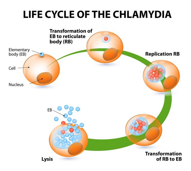 Chlamydia life cycle. bacteria. Sexually transmitted disease and Chlamydia infection.