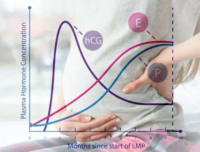 Graphic of changes in hormone levels during pregnancy and woman