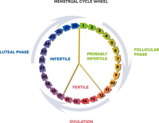 Menstrual cycle calendar. Average menstrual cycle. Follicular phase, Ovulation, luteal phase