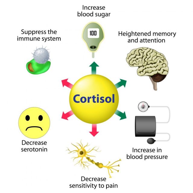 Cortisol is released in response to stress and low blood-glucose concentration. Infographics