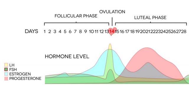 Menstrual cycle hormone level. Average menstrual cycle. Follicular phase, Ovulation, luteal phase