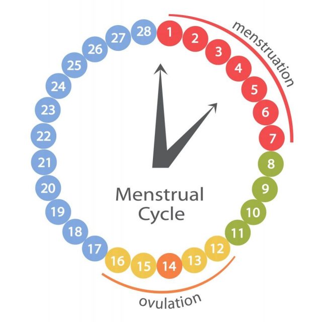 Menstrual cycle