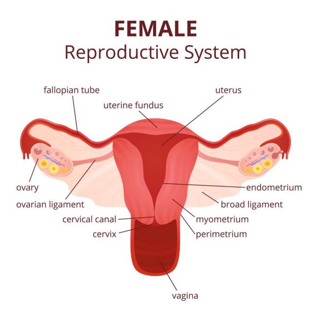 female reproductive system, the uterus and ovaries scheme