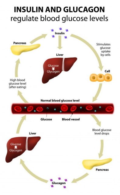 Insulin and glucagon regulate blood glucose levels. Human anatomy. Liver and pancreas