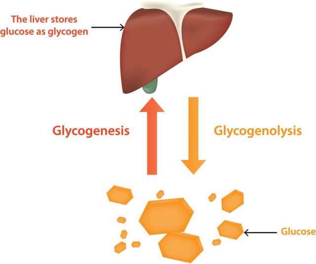 Glycolysis and Glycogenolysis