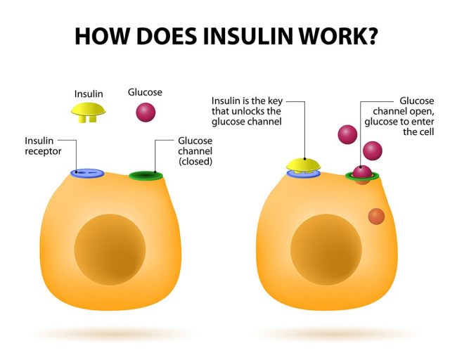 Insulin regulates the metabolism and is the key that unlocks the cell's glucose channel