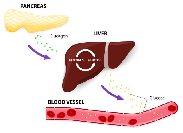 The pancreas releases glucagon when blood glucose levels fall too low. Glucagon causes the liver to convert stored glycogen into glucose, which is released into the bloodstream.