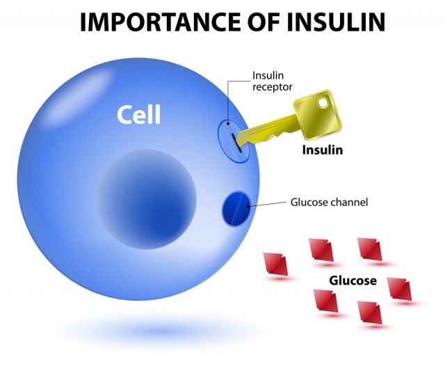 Insulin acts as the key which unlocks the cell to allow glucose to enter the cell and be used for energy. Insulin is a hormone secreted by the pancreas in response to elevated blood levels of glucose.