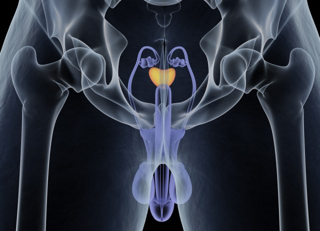 Prostate gland. Male reproductive and urinary systems. Anatomy. 3d illustration