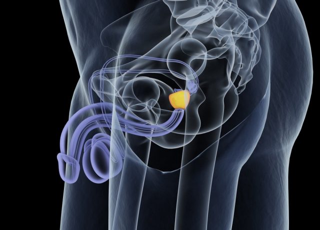 Prostate Function: Secretions