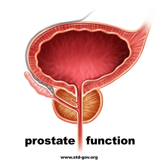Prostate Function