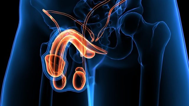 Male reproduction system. 3d illustration