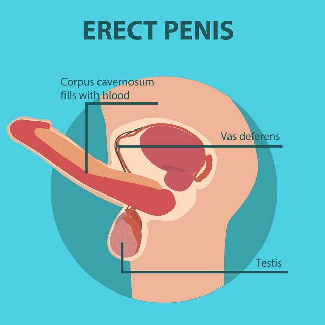 Erection of male sex organ penis