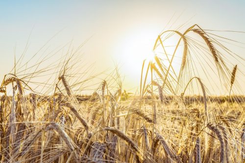 Prostate Pain: Rye Grass Pollen