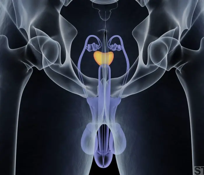 Prostate gland. Male reproductive and urinary systems