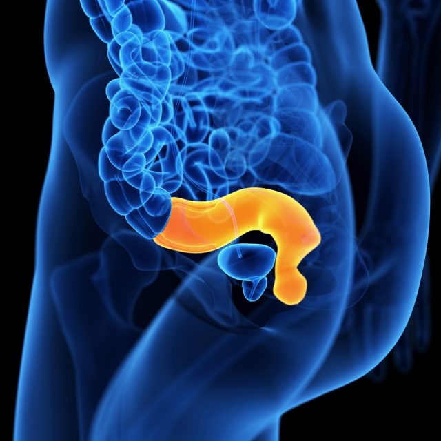 Medical illustration of the rectum