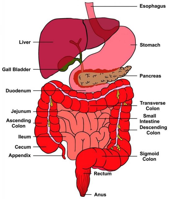 Digestive System of Human Body