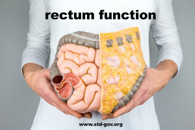 Rectum Function