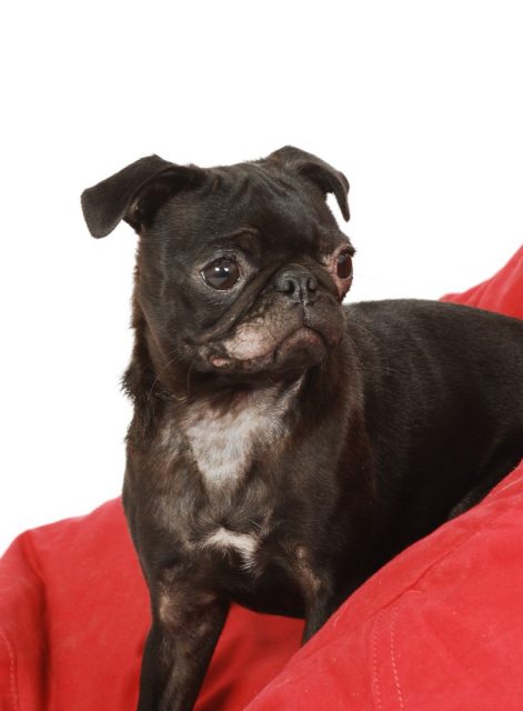 A close up of a black Pug dog with a ringworm infection on its face and chest