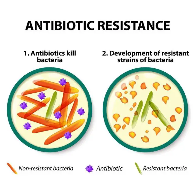 Antibiotic resistance. Diagram showing the difference between non-resistant bacteria and resistant bacteria