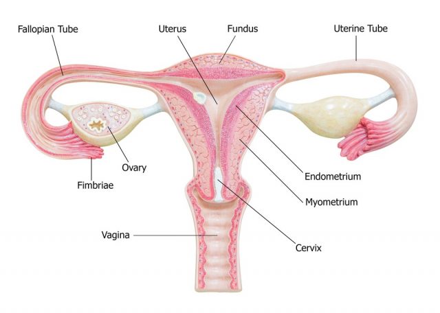 Female reproductive system, image diagram