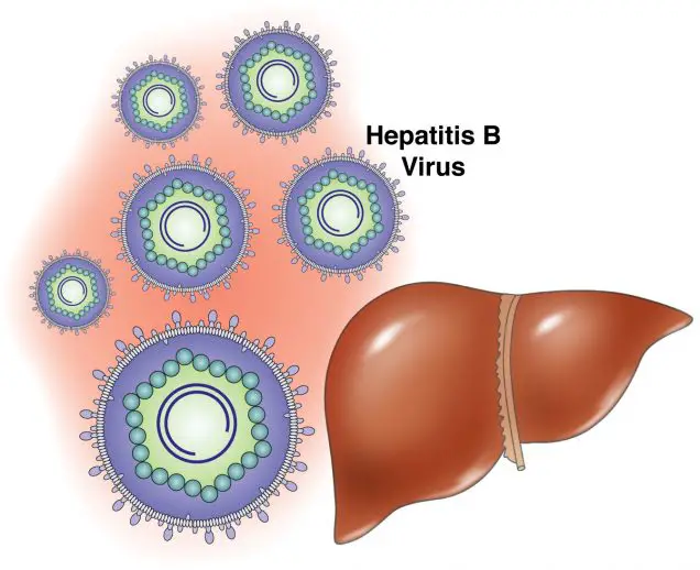 Hepatitis B Causes and Transmission