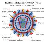 HIV virus particle structure