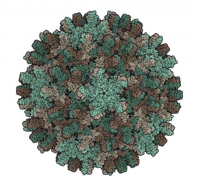 Hepatitis B virus (capsid), the causative agent of hepatitis B