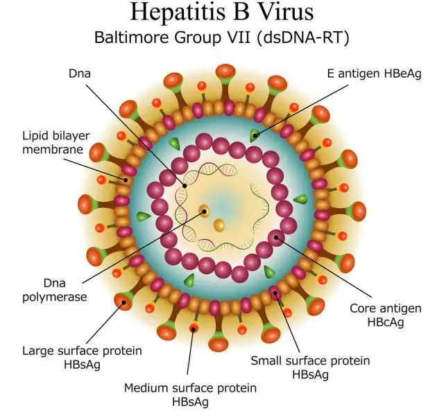 Diagram of Hepatitis B virus particle structure