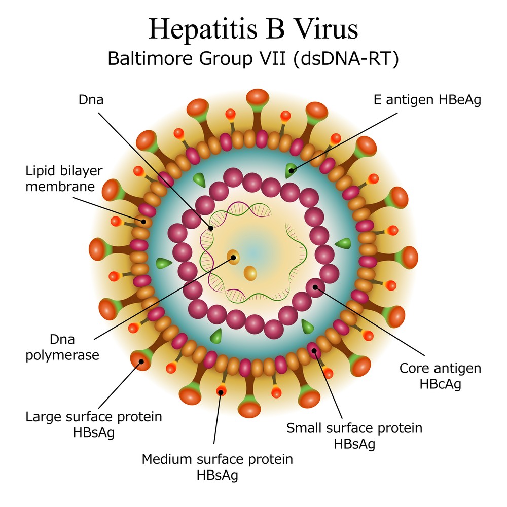 literature review of hepatitis b virus infection