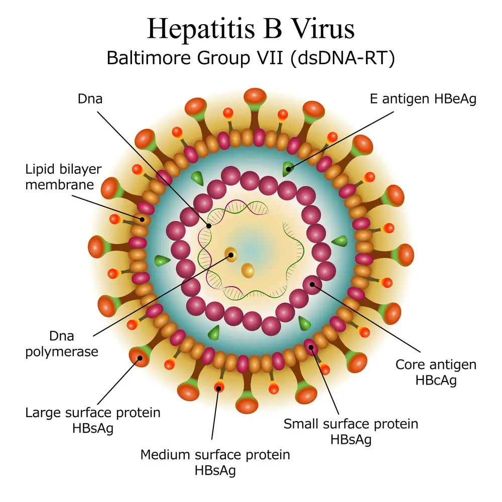 research work on hepatitis b