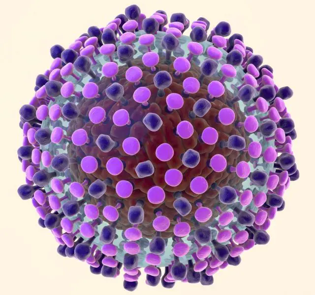 Hepatitis C virus model. A virus consists of a protein coat (capsid) surrounding RNA and outer lipoprotein envelope with two types of glycoprotein spikes, E1 and E2