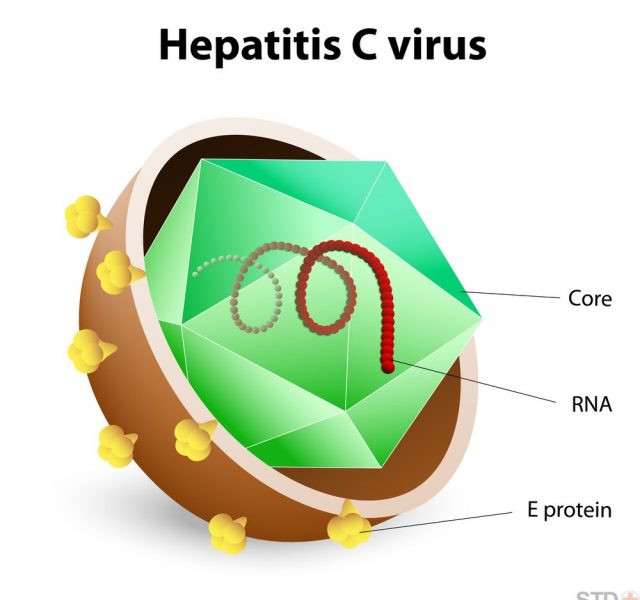 Hepatitis C virus