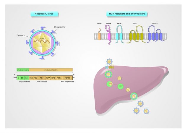 hepatitis C virus (HCV), its structure, receptors and proliferation