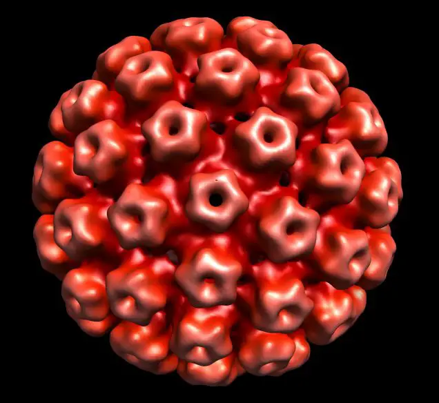 Human Papillomavirus and Genital Warts