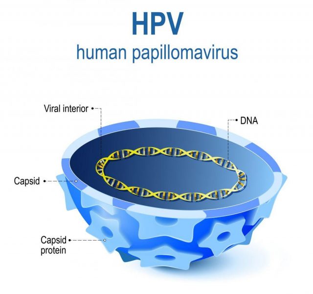 hpv - Human papillomavirus. Vector illustration of Viral interior. cross section of capsid papillomavirus with viral DNA. HPV is a infection which causes warts and cervical cancer
