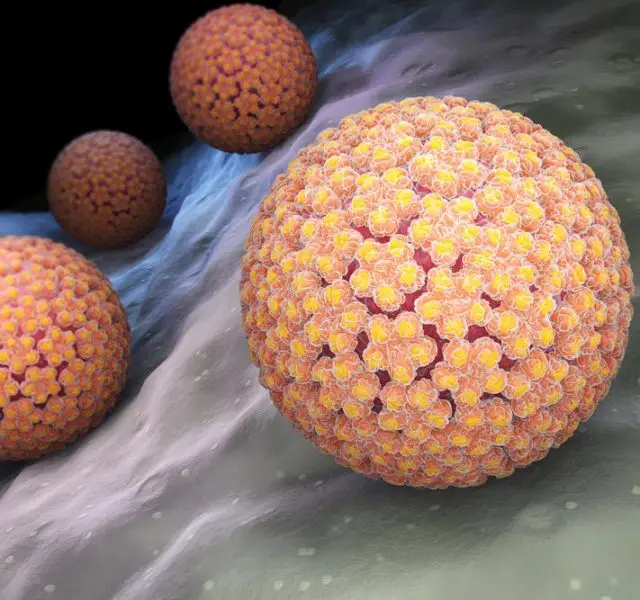 Human papillomavirus (HPV) is a DNA virus from the papillomavirus family. 3D illustration