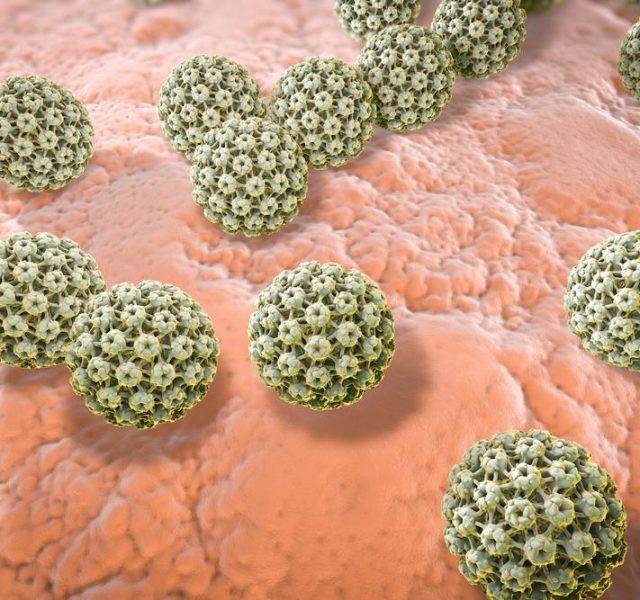Human papillomaviruses on surface of skin or mucous membrane, a virus which causes warts located mainly on hands and feet. Some strains infect genitals and can cause cervical cancer. 3D illustration