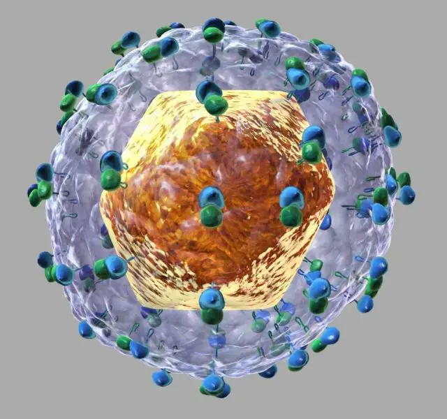 Hepatitis C virus HCV 3D illustration