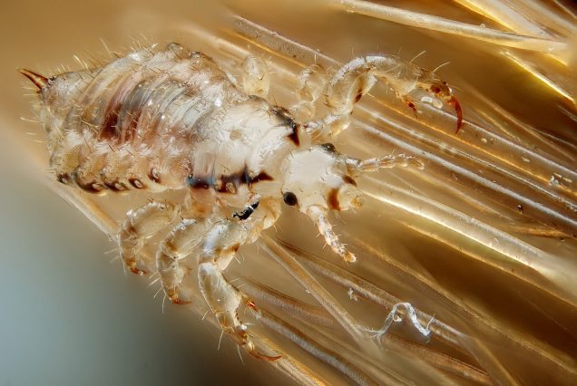 STD-GOV: Pubic Lice (crabs std)