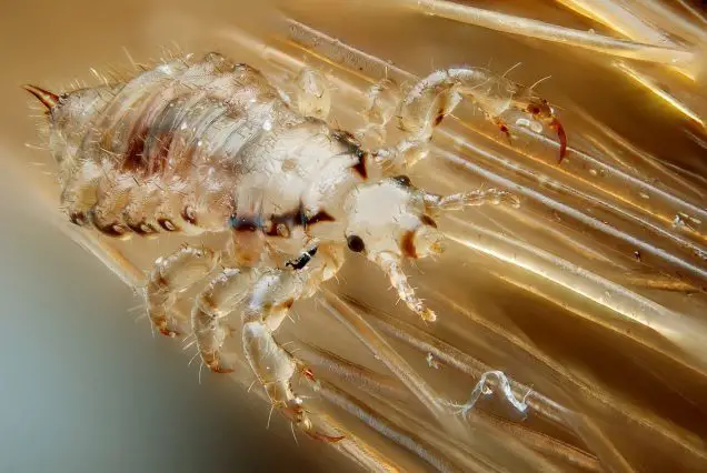 STD-GOV: Pubic Lice (crabs std)