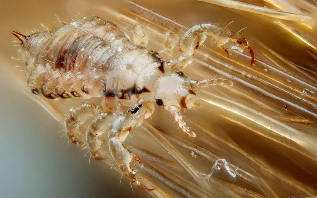 Crabs STD (Pubic Lice)